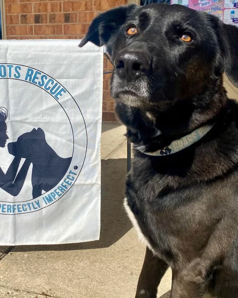 Yappy Hour with Grass Roots Rescue